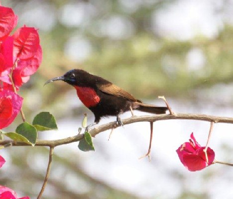Scarlet-chested Sunbird, Ethiopia