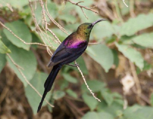 Tacazze Sunbird, Ethiopia
