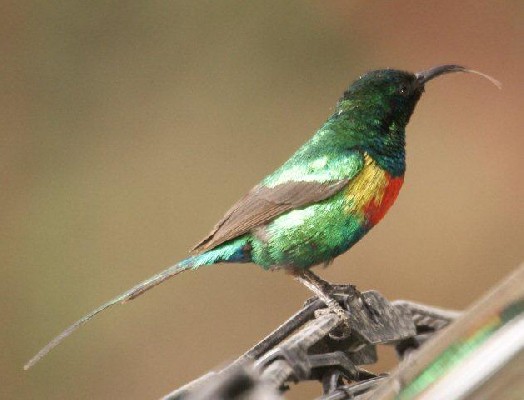 Beautiful Sunbird, Ethiopia