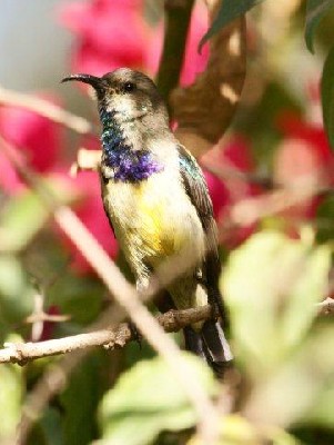 Variable Sunbird, Ethiopia