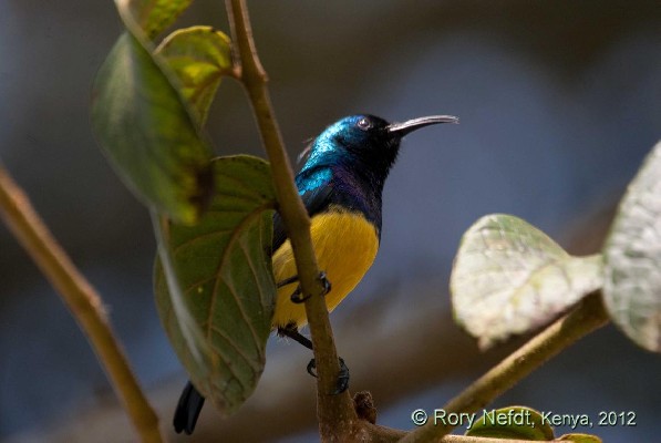 Variable Sunbird, Kenya