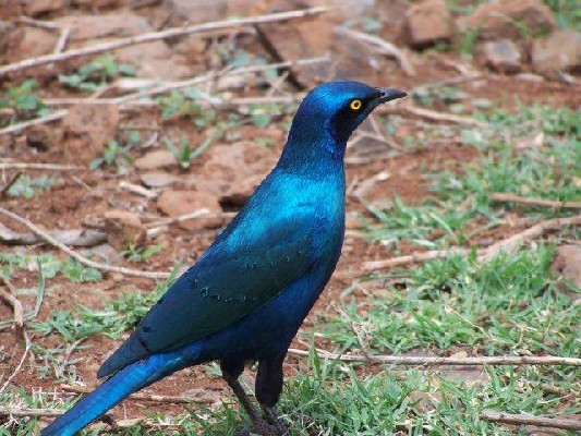 Greater-Blue-eared Glossy Starling, Ethiopia