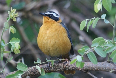 White-browed Robin Chat, Zambia