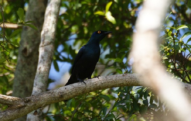 Black-bellied Starling, Kenya