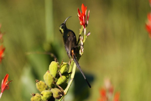 Bronzy Sunbird, Nairobi, Kenya