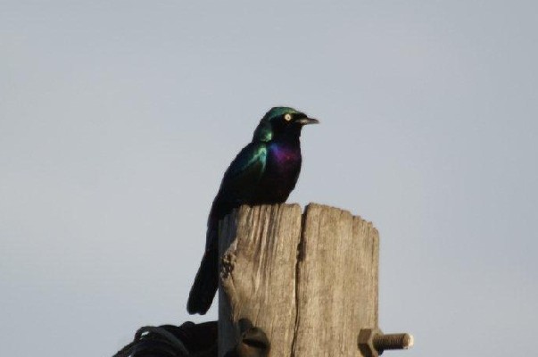 Splendid Starling, Uganda