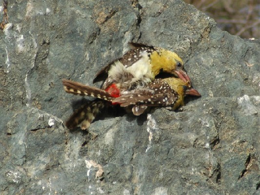 Yellow-breasted Barbets