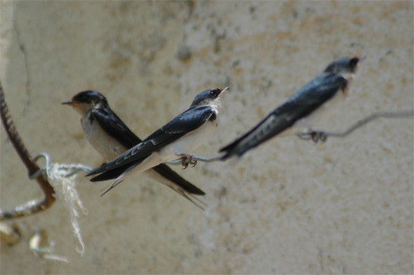 Ethiopian Swallows