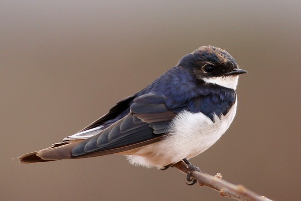 White-tailed Swallow - Immature