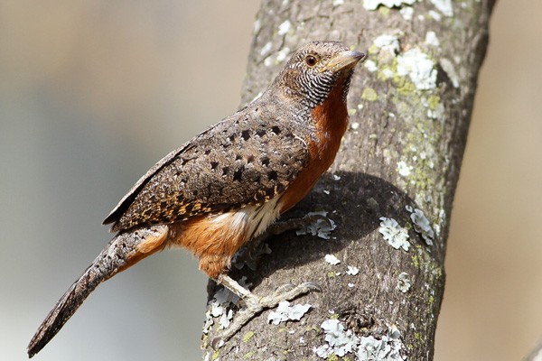 Red-throated Wryneck - ssp Aequatorialis