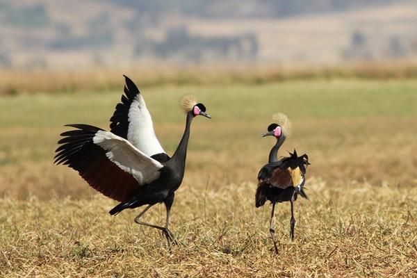 Black Crowned Crane - pair performing courtship dance