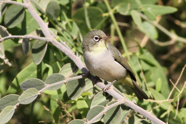 Abyssinian White-eye - ssp Abyssinicus