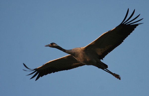 Common Crane in flight