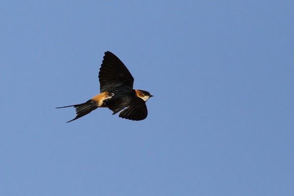 Red-rumped Swallow - ssp Melanocrissus
