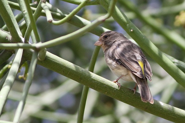 Yellow-rumped Seedeater
