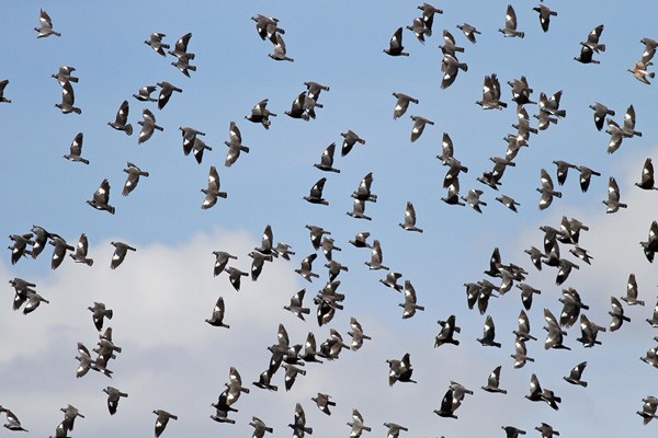 White-collared Pigeon - large flock in flight