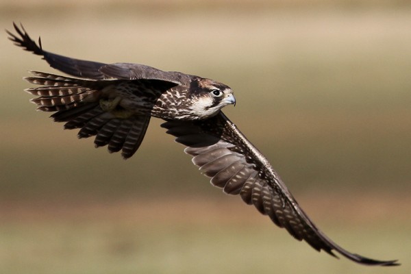 Lanner Falcon, ssp Abyssinicus