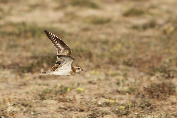 Caspian Plover in flight