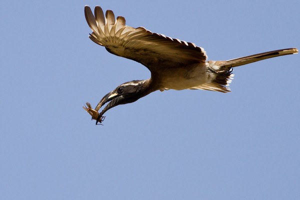 African Grey Hornbill in flight - ssp Nasutus