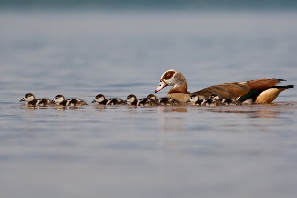 Egyptian Goose - adult with chicks