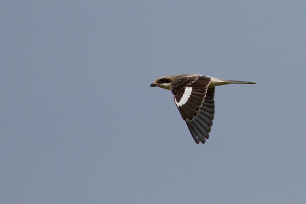 Lesser Grey Shrike in flight