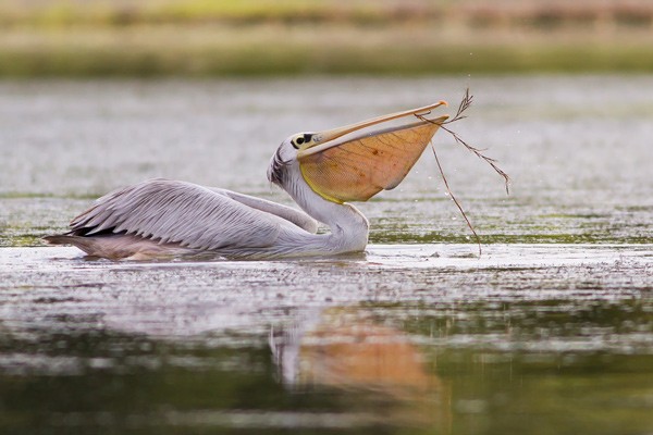 Pink-backed Pelican - foraging