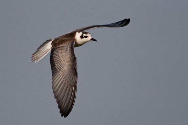White-winged Tern in flight