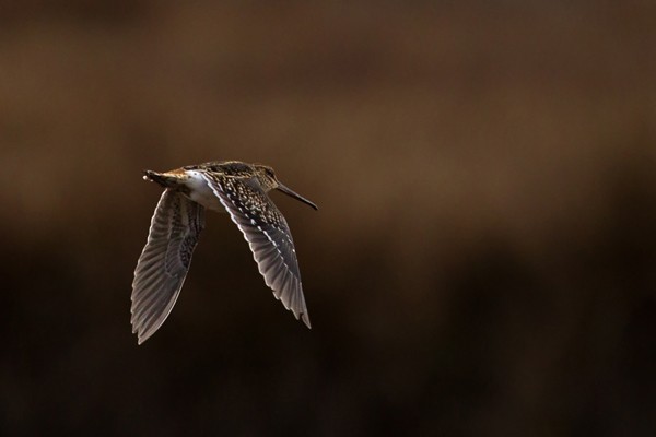 African Snipe in flight - ssp Aequatorialis