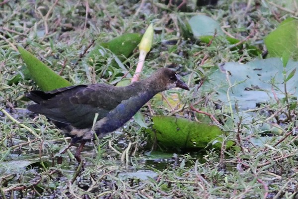Allen´s Gallinule - documentation photo of immature moulting into adult plumage