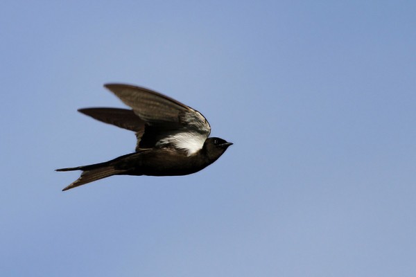 Black Saw-wing in flight