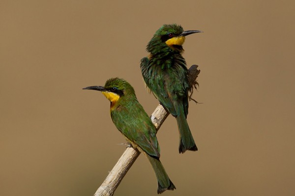 Little Bee-eater - ssp Ocularis