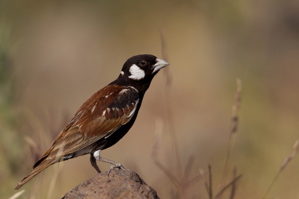 Chestnut-backed Sparrow Lark - ssp Leucotis