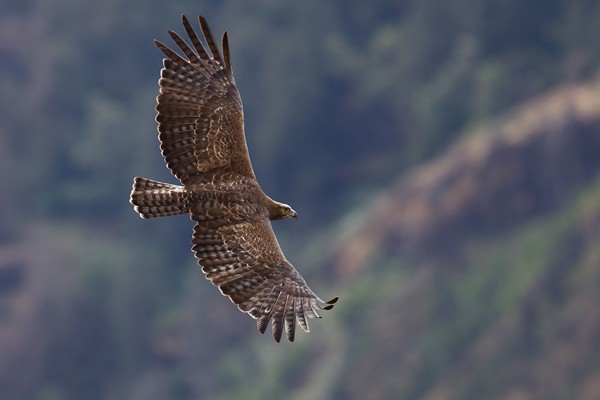 Martial Eagle - adult in flight
