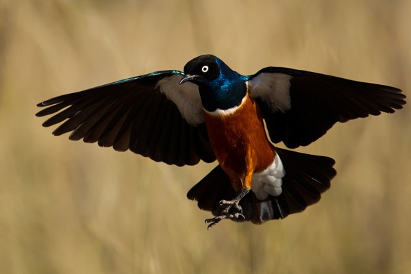 Superb Starling in flight