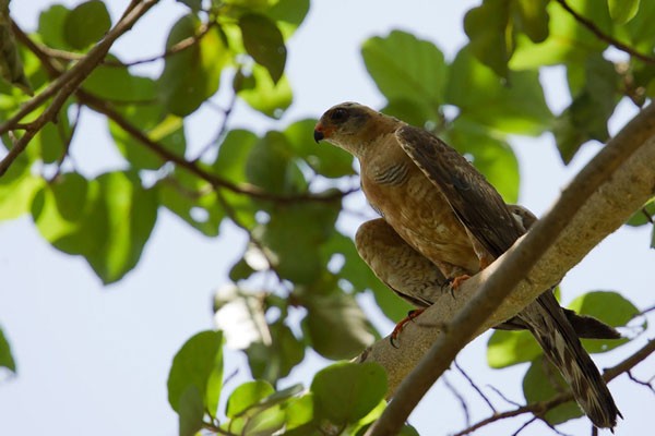Ovampo Sparrowhawk