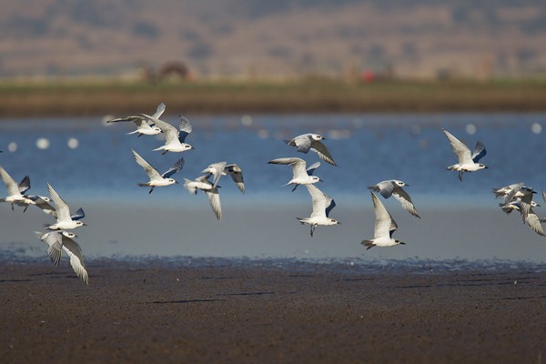 Gull-billed Tern - flock in flight