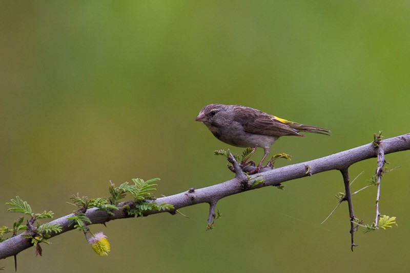 Yellow-rumped Seedeater