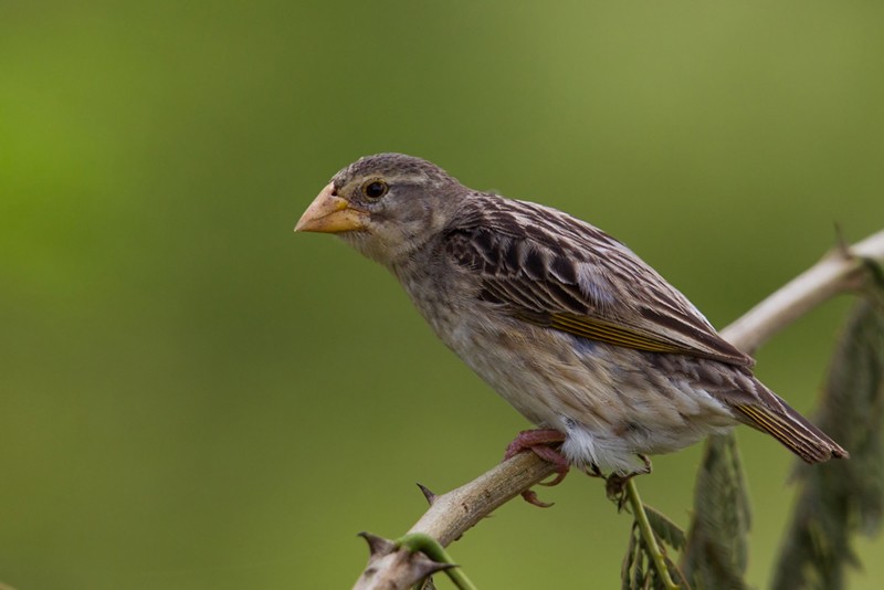 Red-billed Quelea - ssp Aethiopica