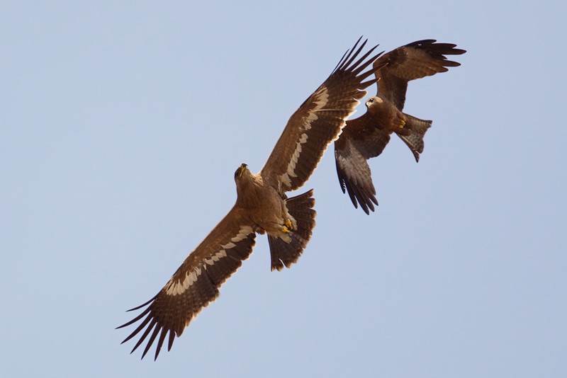 Steppe Eagle in flight - with adult Yellow-Billed Kite