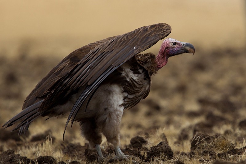 Lappet-faced Vulture - ssp Nubicus