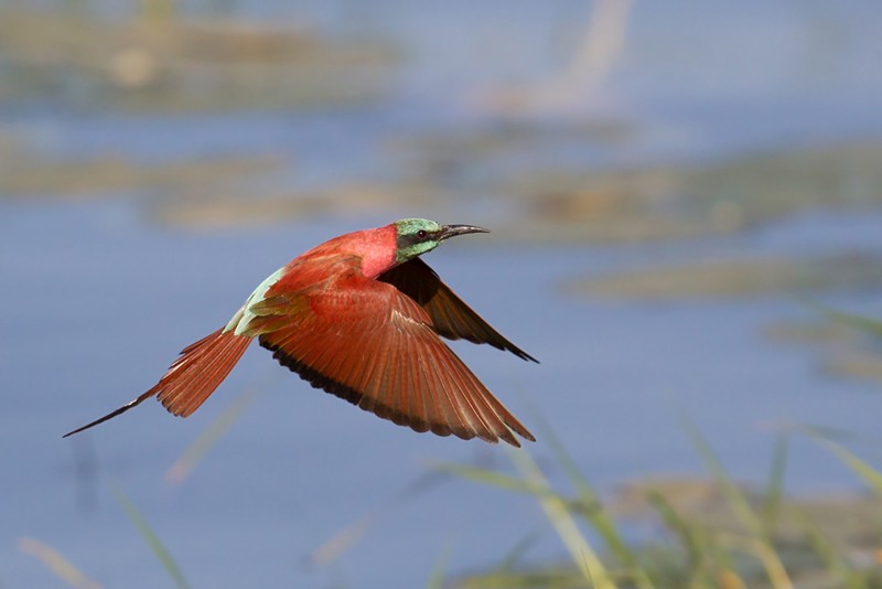 Northern Carmine Bee-eater in flight