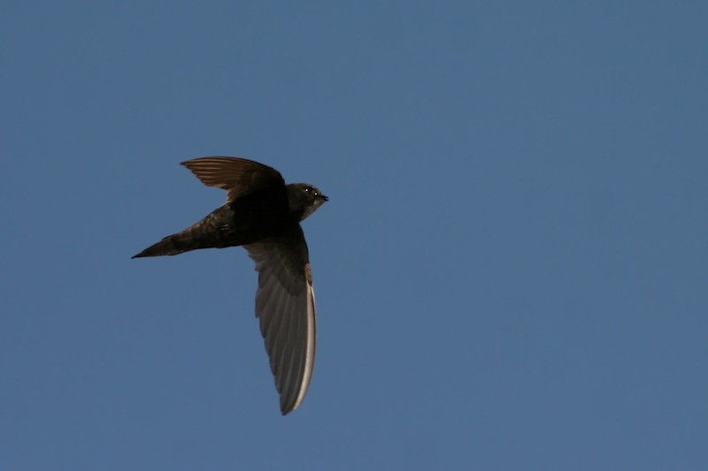 White-rumped Swift in flight