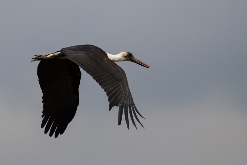 Woolly-necked Stork in flight