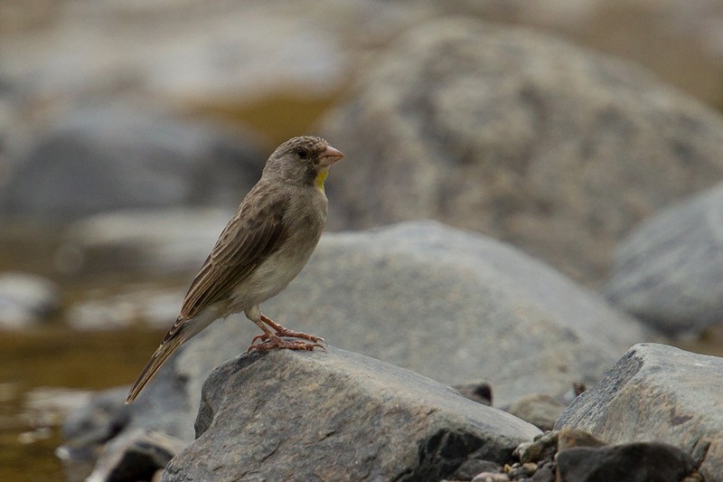 Yellow-throated Seedeater