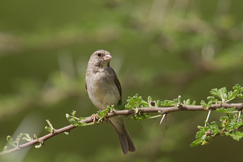 Yellow-throated Seedeater - without yellow throat