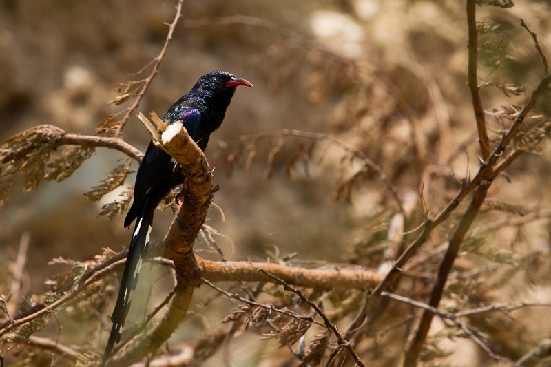 Black-billed Wood-hoopoe with mostly red bill