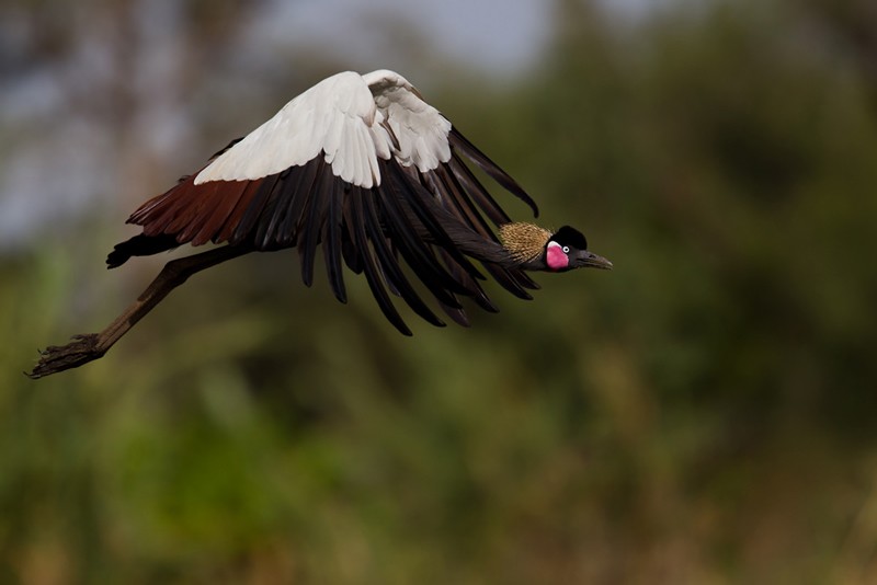 Black Crowned Crane in flight