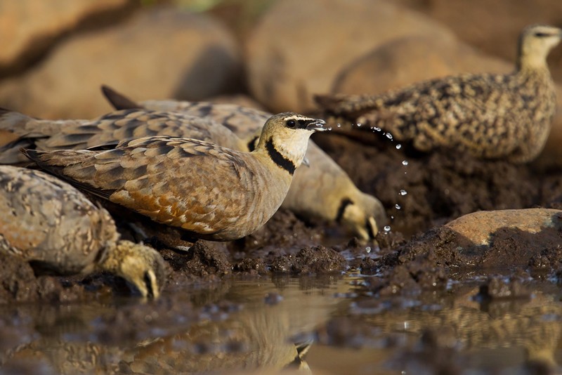 Yellow-throated Sandgrouse - male drinking at the river