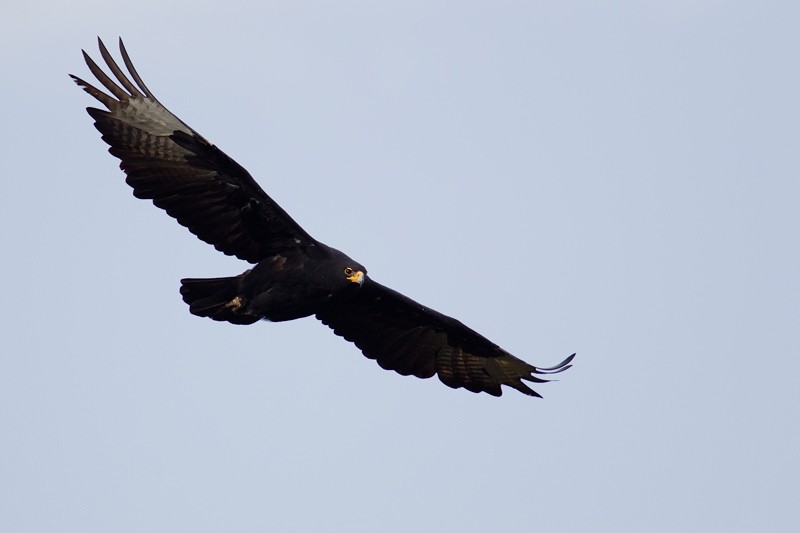 Verreauxs' Eagle in flight