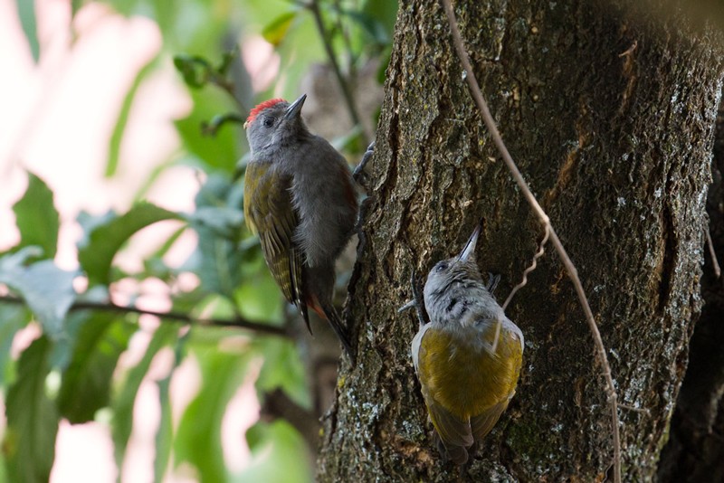 Grey-headed Woodpecker - ssp spodocephalus.